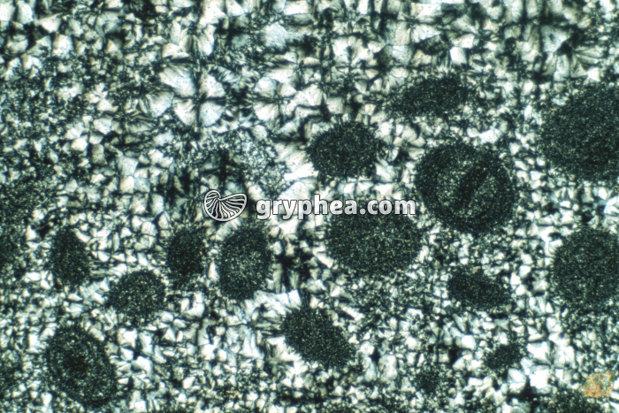 Silexite oolithique LPA x10 - gryphea.com